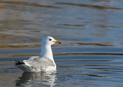 California Gull In Breeding Plumage Floating On The Bear River Mia