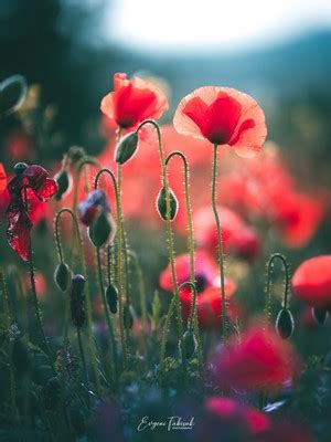 1191110 Landscape Nature Grass Leaves Red Field Photography