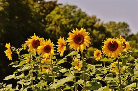 Sonnenblumen Bienen Sommer Kostenloses Foto Auf Pixabay Pixabay