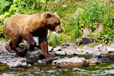 Oso Grizzly De Alaska Brown Que Busca Salmones Foto De Archivo Imagen