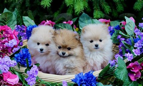 Micro Teacup Pomeranian For Adoption