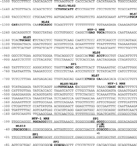 Putative SP1 And MTF 1 Binding Sites Present In The Human Prion Gene