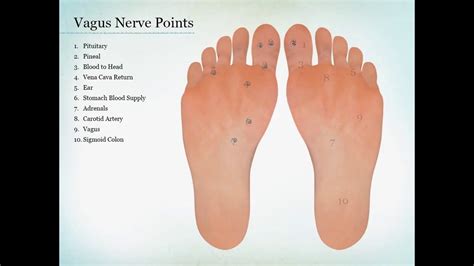 reflexology chart vagus nerve - Keski