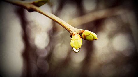 Wallpaper Sunlight Nature Branch Insect Green Yellow Blossom Spring Color Leaf