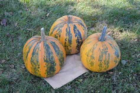 Hsc 151 Pumpkin Treated Seed Seedway