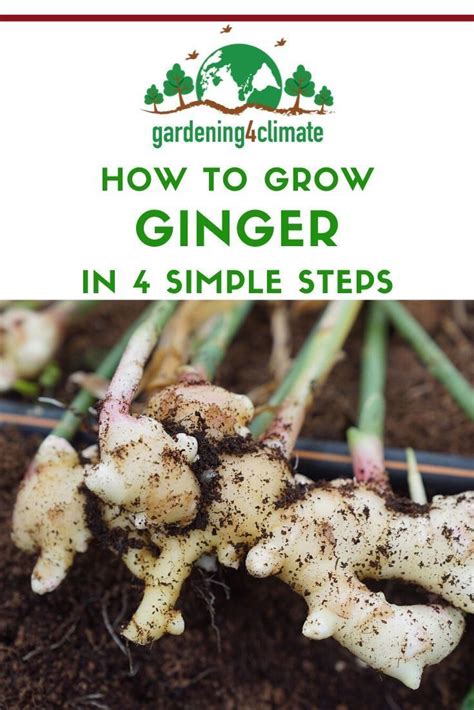 How To Grow Ginger In 4 Easy Steps In 2020 Growing Ginger Growing