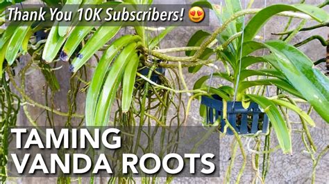 How To Keep Vanda Orchid Roots Small How To Grow Vanda Orchid