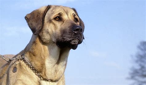 Anatolian Shepherd Dog - Native Breed.org