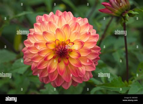 Flower Of A Dahlia Dahlia Stock Photo Alamy