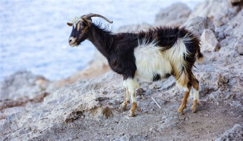 Black and White Goat Breeds - Farmhouse Guide