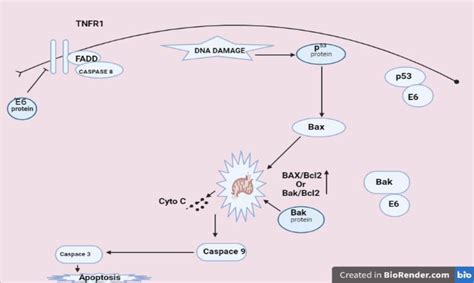 Viral Load And Interaction Of HPV Oncoprotein E6 And E7 With Host