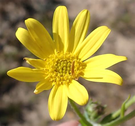 Common Boneseed From Heaven In The Langkloof Western District South