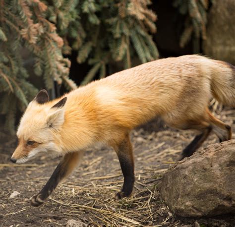 red fox animal
