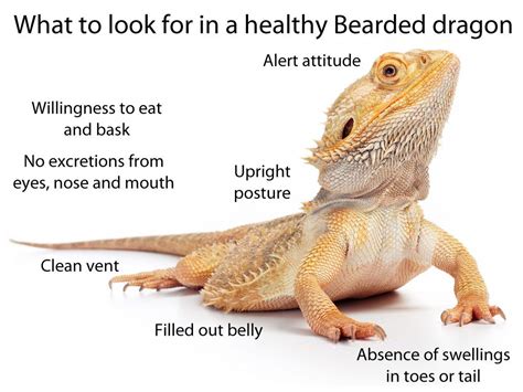 What To Look For In A Healthy Happy Pet Bearded Dragon Bearded