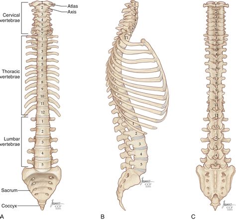 Applied Anatomy Of The Thoracolumbar Spine Clinical Tree