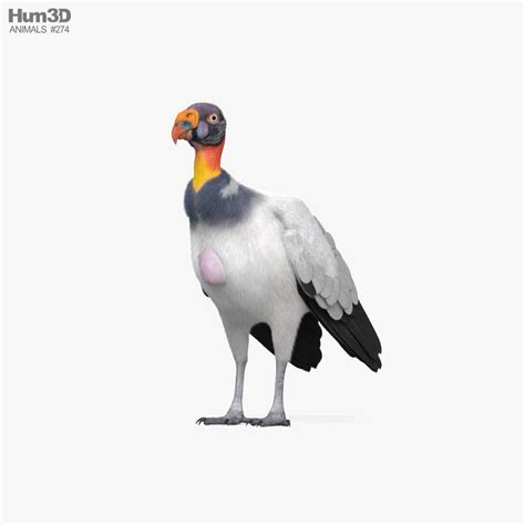 King Vulture 3d 모델 동물 On Hum3d