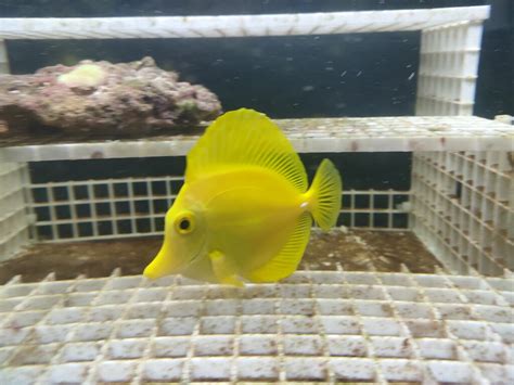 FS Yellow Tang Marine Aquariums South Africa