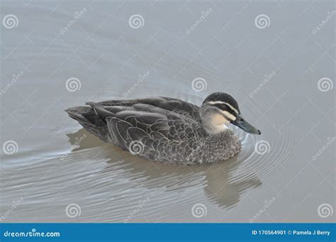 Pacific Black Duck Bird Swimming On The Water Stock Image Image Of