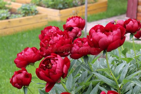 Red Peonies Inte Green Garden Stock Photo - Image of peony, inte: 189671012