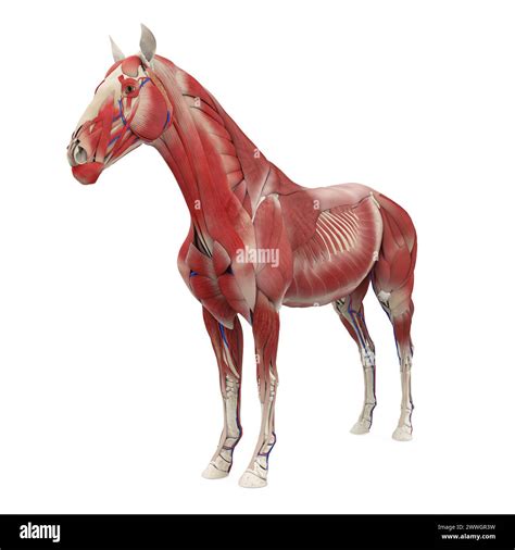 Horse Anatomy Muscular System Stock Photo - Alamy