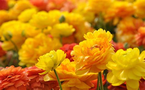 yellow flowers hd wallpapers top  yellow flowers hd backgrounds