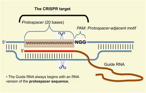 Crispr Cas9 Diagram