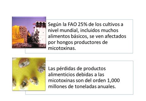 Mohos Productores De Micotoxinas