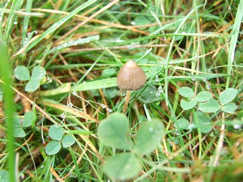 Shroomery - Psilocybe semilanceata