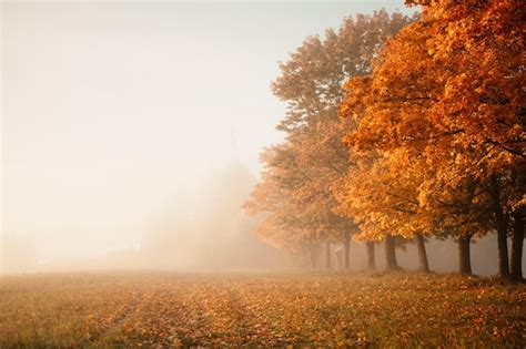 Herbst Wald Stra E Bl Tter Fallen In Bodenlandschaft Auf Herbstlichen