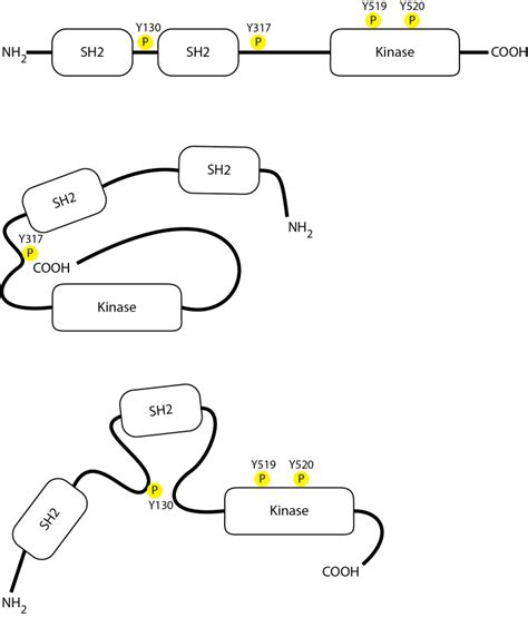 Schematic Diagram Of Syk And Its States Of Activity A Linear