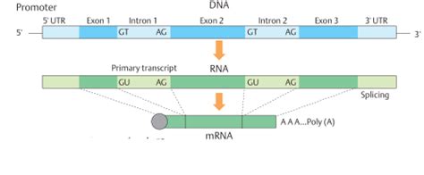 Eukaryotic Gene Structure Magazine Science