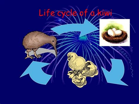 Kiwi Fruit Life Cycle