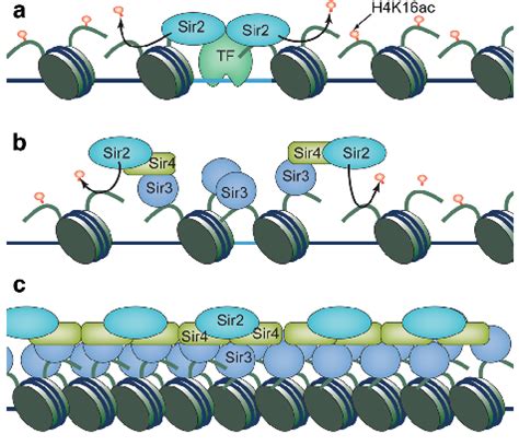 The Stepwise Assembly Of Heterochromatin In Budding Yeast A