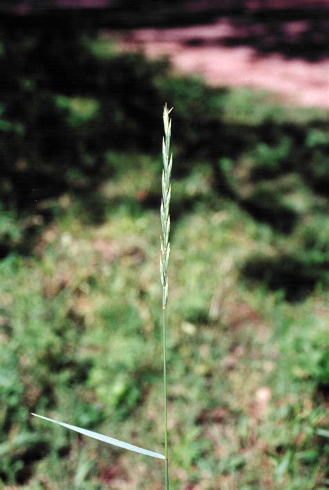 Pascopyrum Smithii