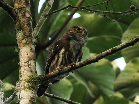 Foto Cabur Glaucidium Brasilianum Por Gerson Rodrigues Intervales