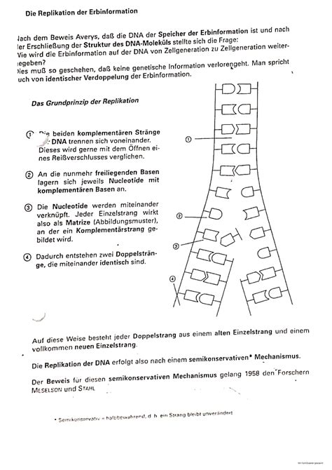 Replikation Der Erbinformation Allgemeine Biologie Studocu