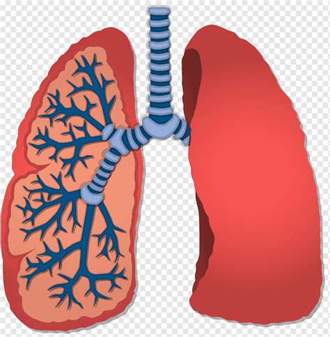 Pleura Pulmonar