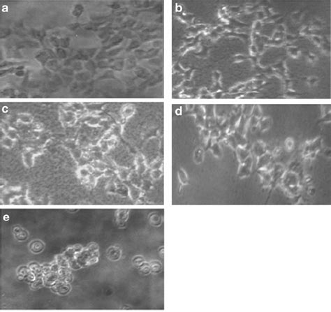 Morphology Of Human Skin Epithelial Cells A431 After Exposure To