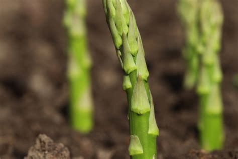 Grüner Spargel anbauen Pflanzen pflegen und reichlich ernten