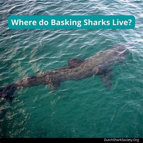 Basking Sharks Facts & Information Guide - Dutch Shark Society