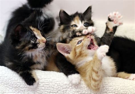 The Kitten Nursery • Kitten Rescue