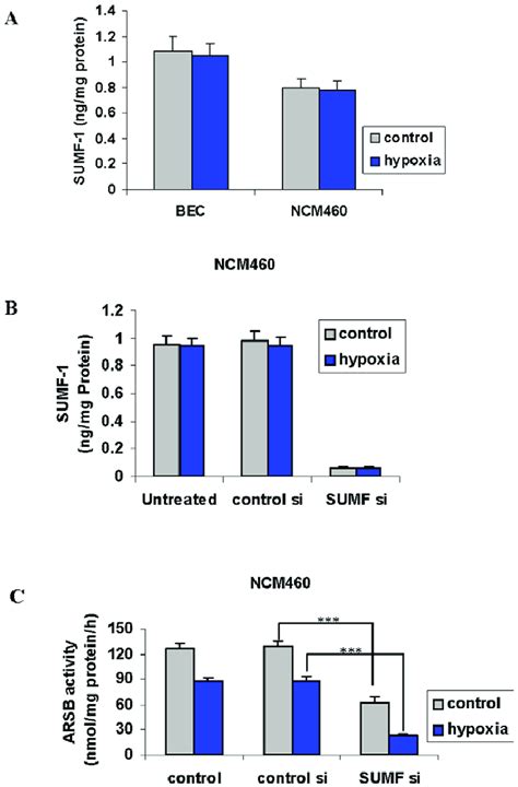 Sumf Not Modified By Hypoxia In Bec Or Ncm Cells A Protein