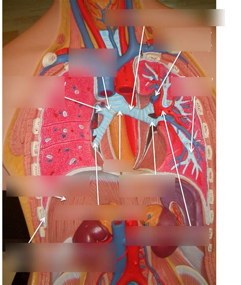 Bronchus Diagram | Quizlet