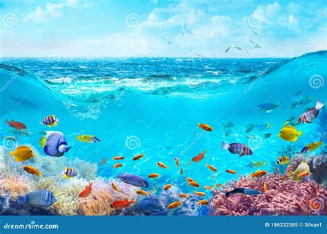 Underwater View Of The Coral Reef Stock Illustration Illustration Of