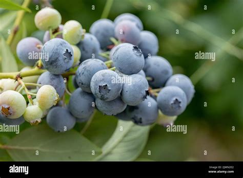 Arándanos Deliciosos Saludables Frutos De Bayas Vaccinium Corymbosum Alto Huckleberry