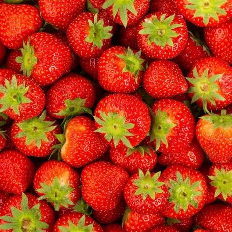 Comment Conserver Des Fraises Facilement Blog Mon March Fr