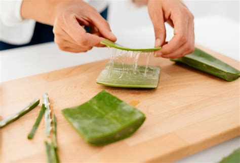 Como Usar Babosa No Cabelo Guia Para Cuidados Naturais