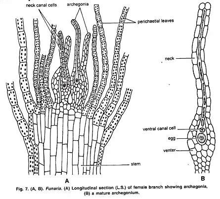 Funaria - Structure, Characteristics, Reproduction - Biology Notes Online