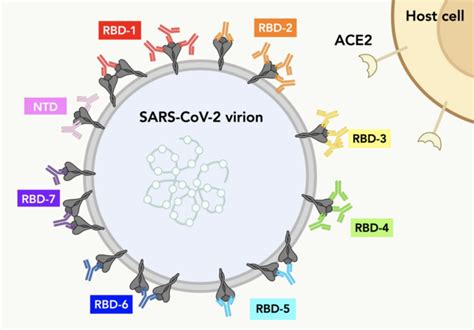 Antibody Communities Target Sp Image Eurekalert Science News Releases