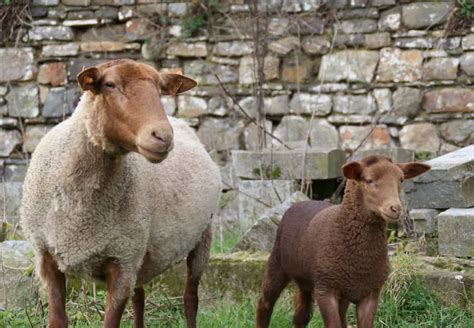 Élevage de moutons Domaine des Cortils